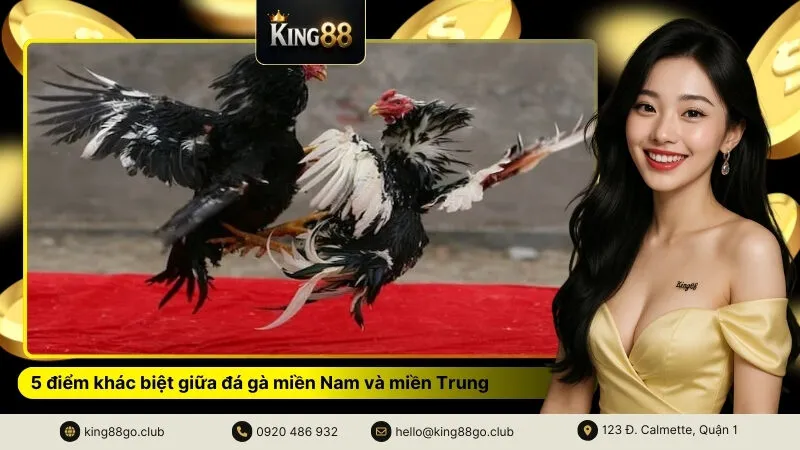 5 điểm khác biệt giữa đá gà miền Nam và miền Trung