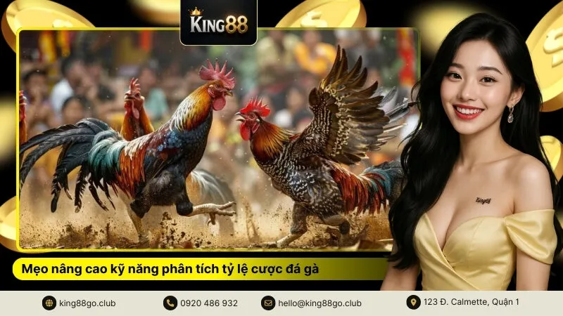 Mẹo nâng cao kỹ năng phân tích tỷ lệ cược đá gà