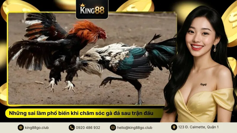 Những sai lầm phổ biến khi chăm sóc gà đá sau trận đấu