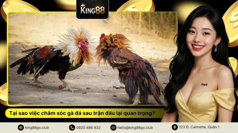 Tại sao việc chăm sóc gà đá sau trận đấu lại quan trọng