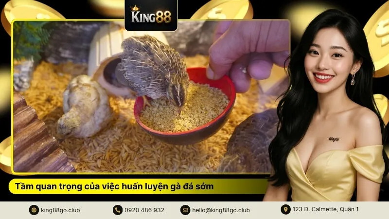 Tầm quan trọng của việc huấn luyện gà đá sớm