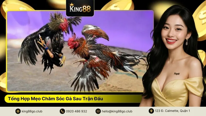 Tổng Hợp Mẹo Chăm Sóc Gà Sau Trận Đấu