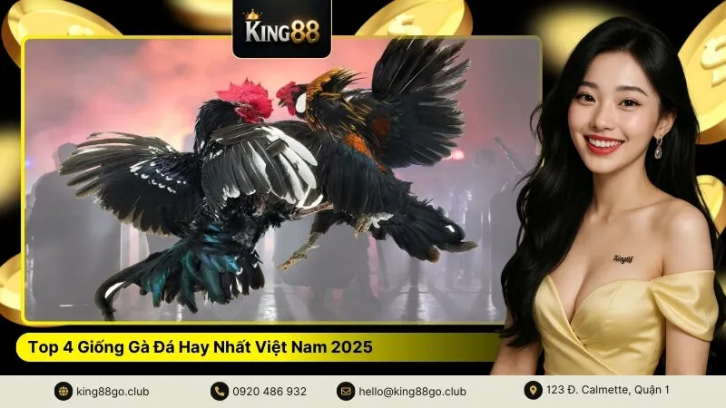 Top 4 Giống Gà Đá Hay Nhất Việt Nam 2025
