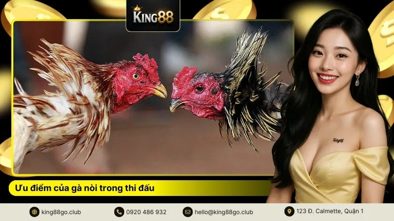 Ưu điểm của gà nòi trong thi đấu